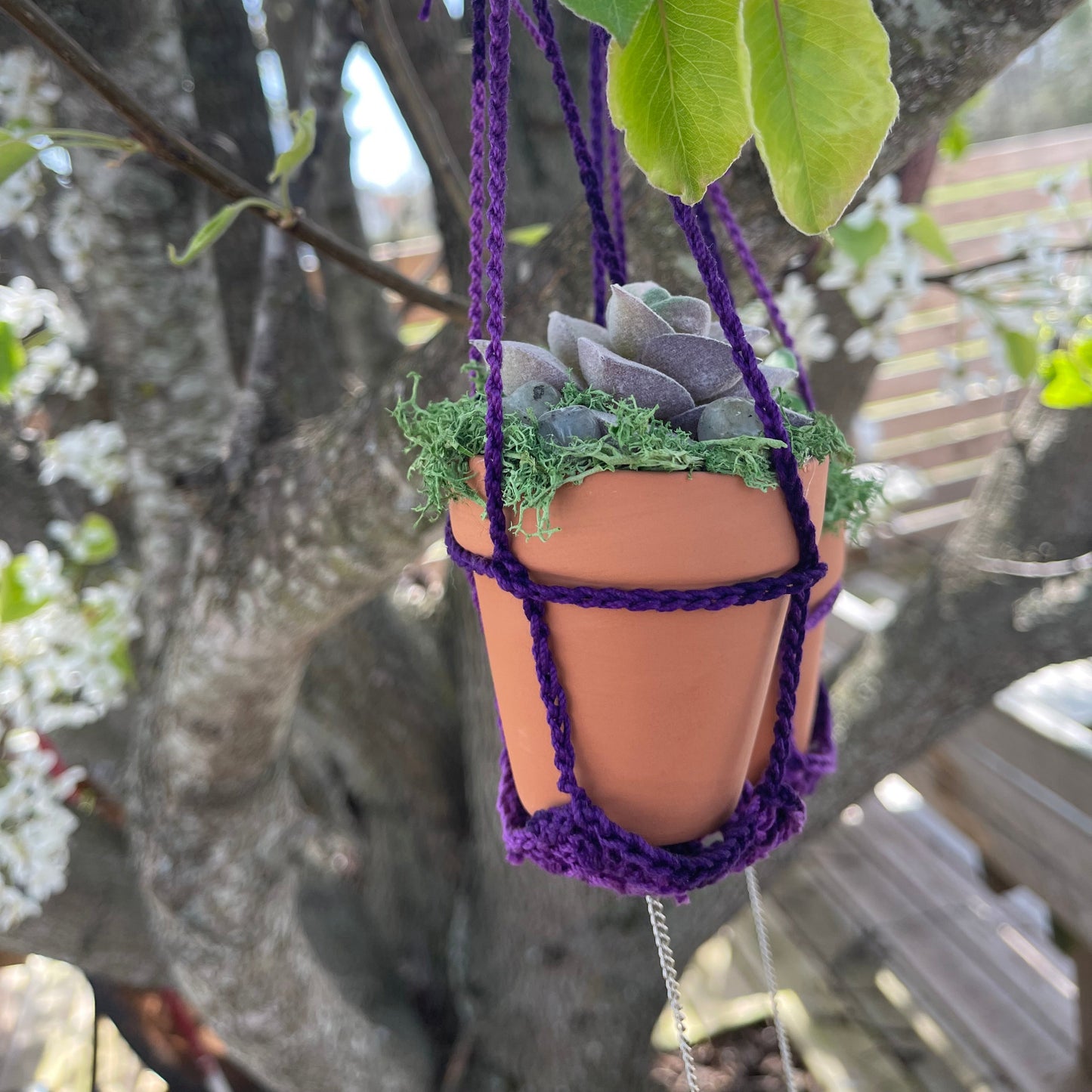 Hanging Forever Potted Succulents