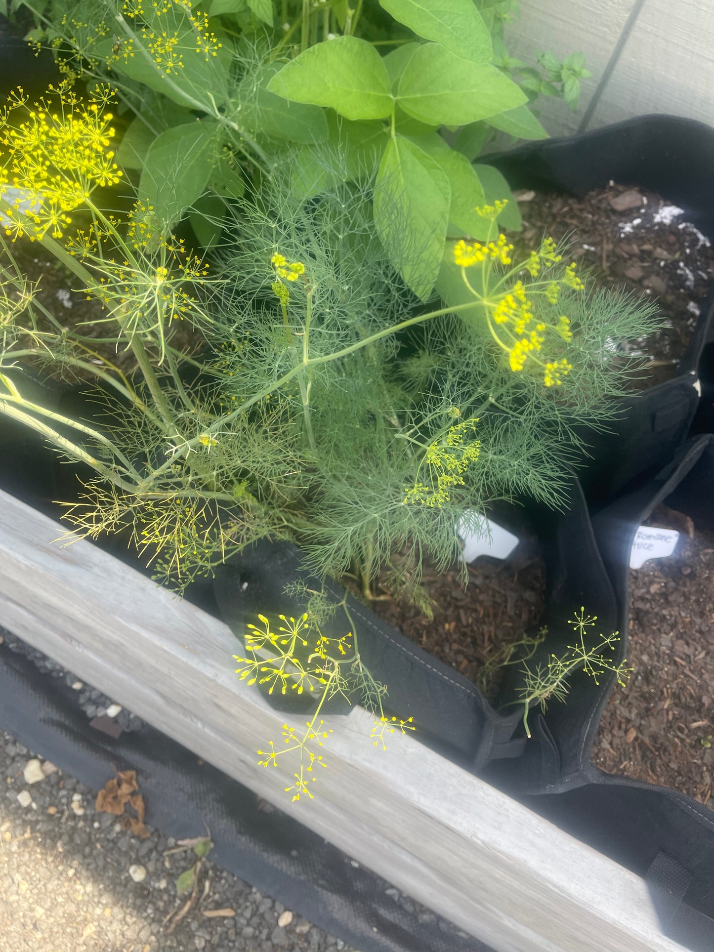 Dill Seeds thehackedunicorn