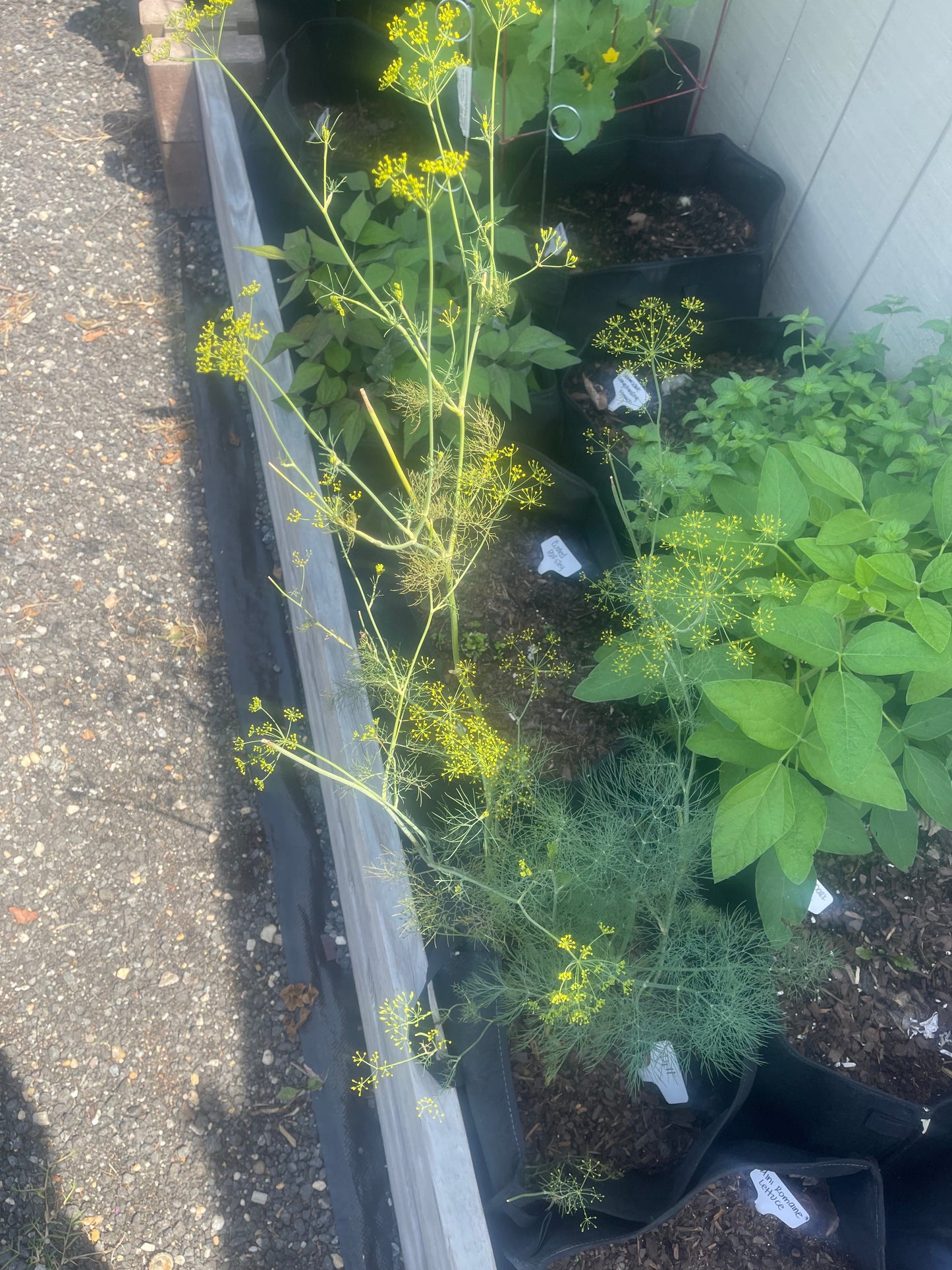 Dill Seeds thehackedunicorn