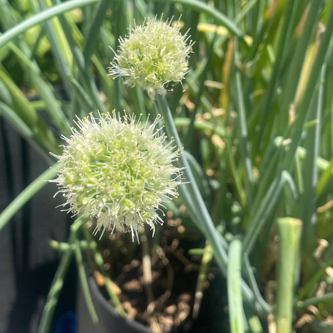 Evergreen Onion Seeds thehackedunicorn