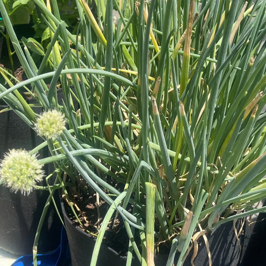 Evergreen Onion Seeds thehackedunicorn