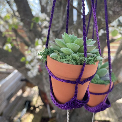 Hanging Forever Potted Succulents