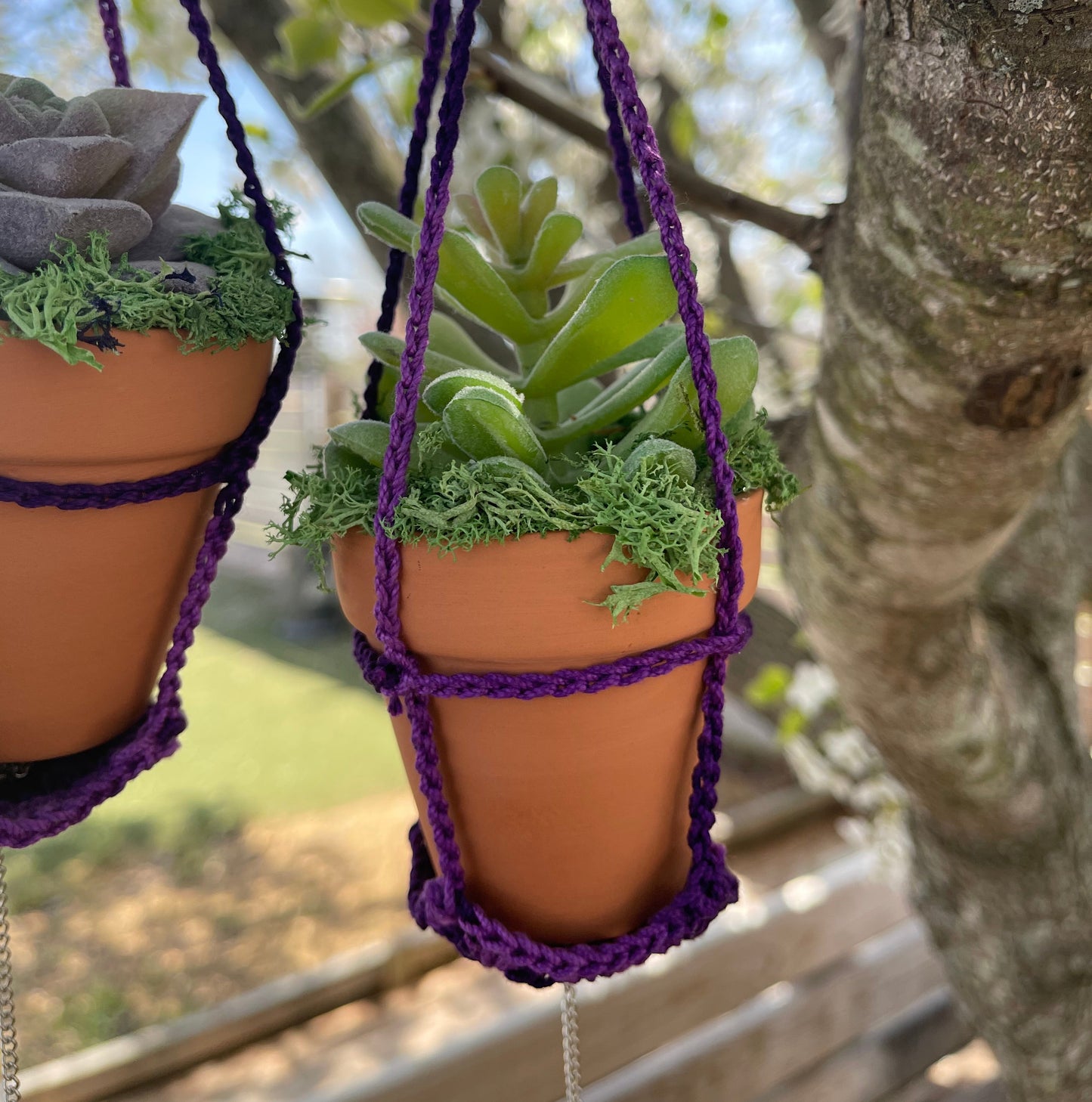 Hanging Forever Potted Succulents