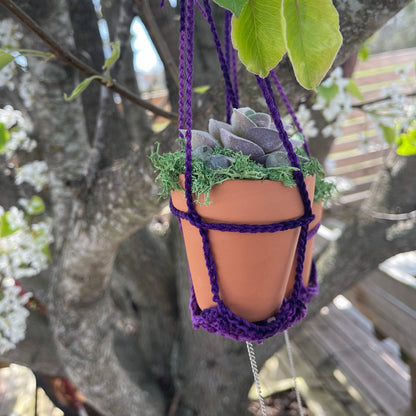 Hanging Forever Potted Succulents
