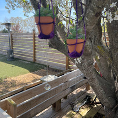 Hanging Forever Potted Succulents