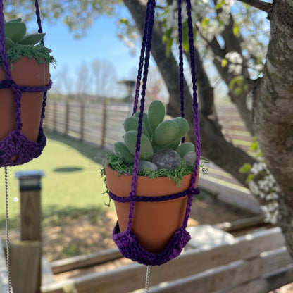 Hanging Forever Potted Succulents